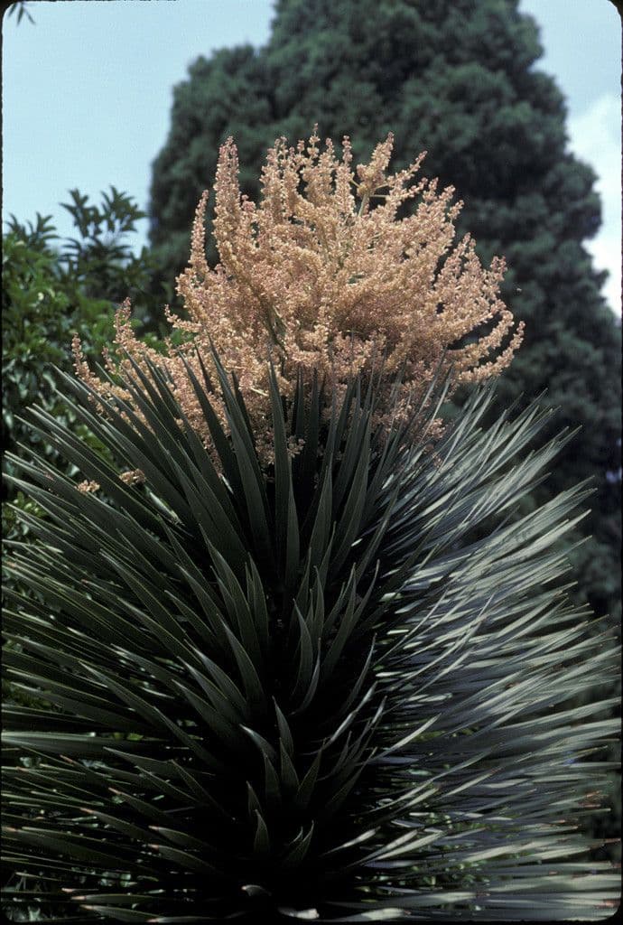 Dracaena draco