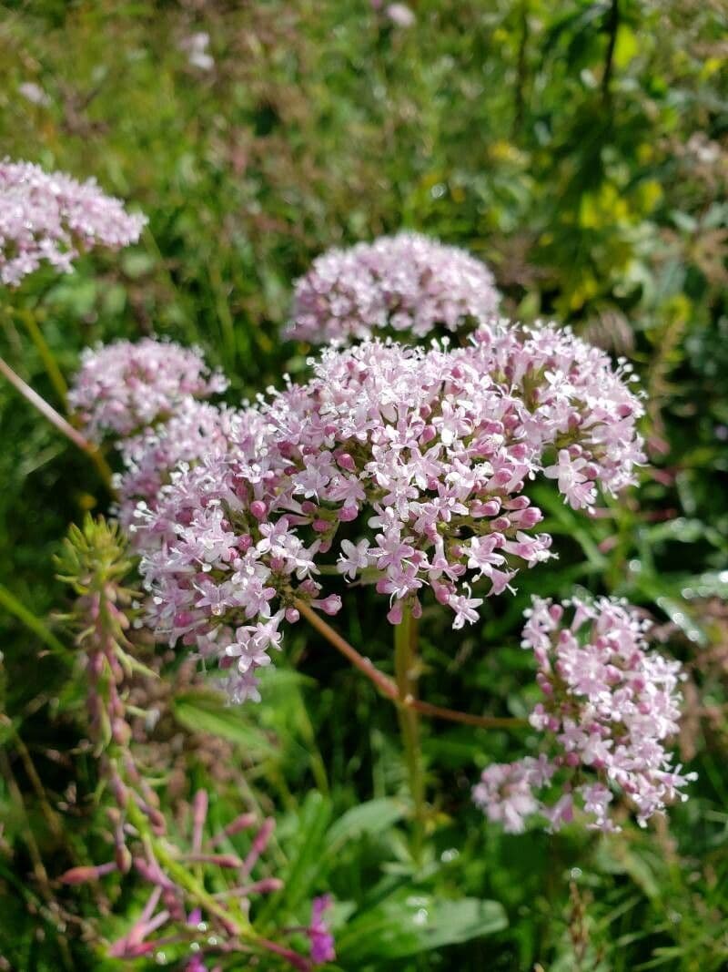 Valeriana dioica