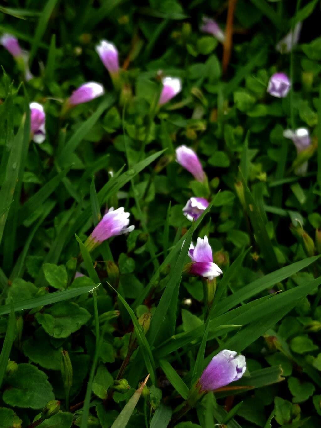 Torenia crustacea