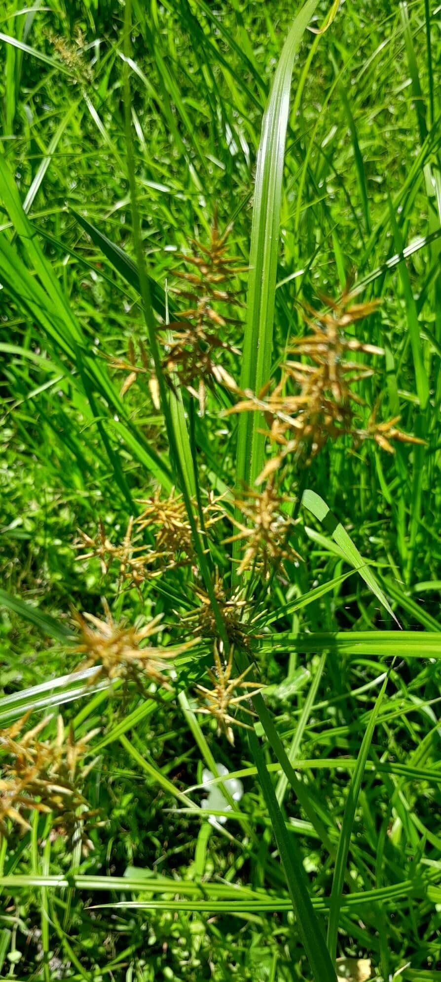 Cyperus esculentus