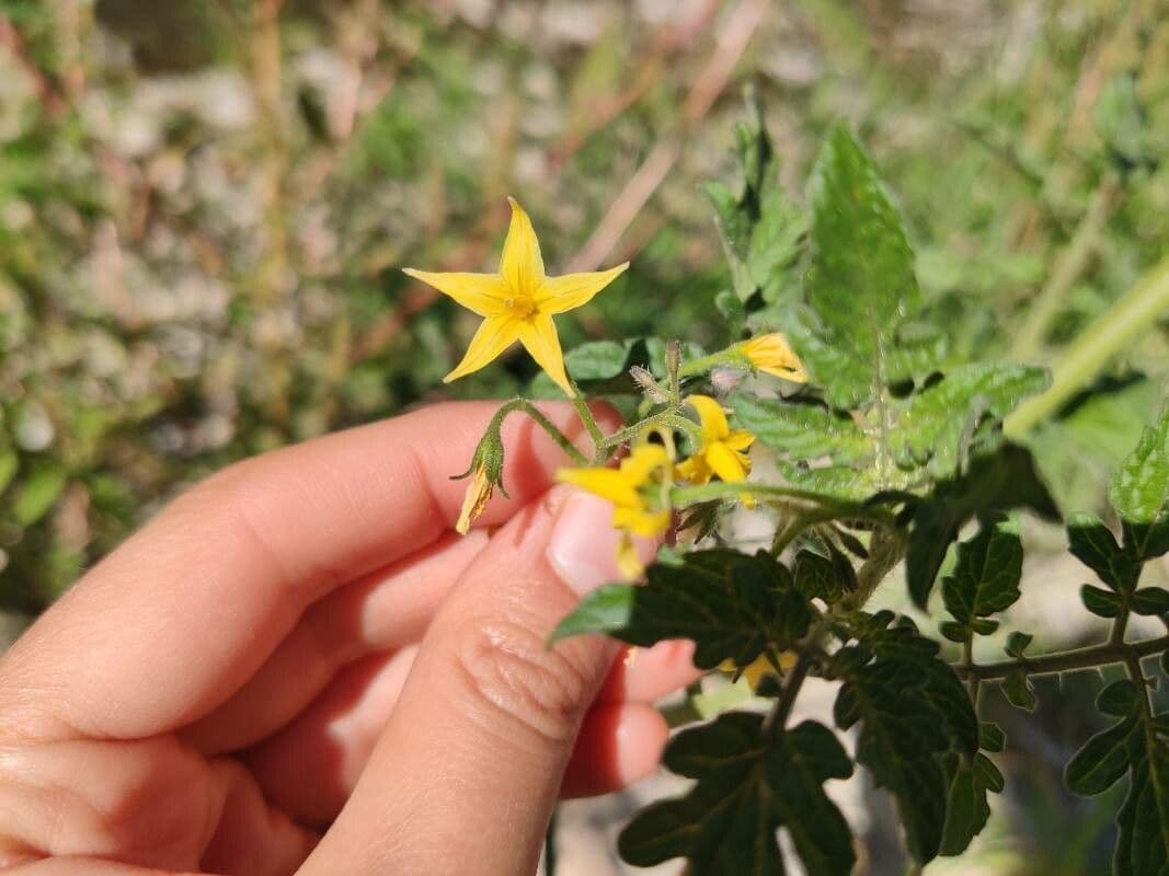 Solanum pimpinellifolium