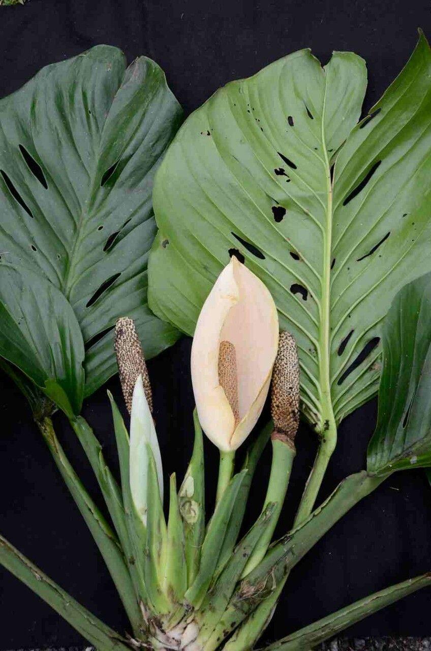 Monstera adansonii