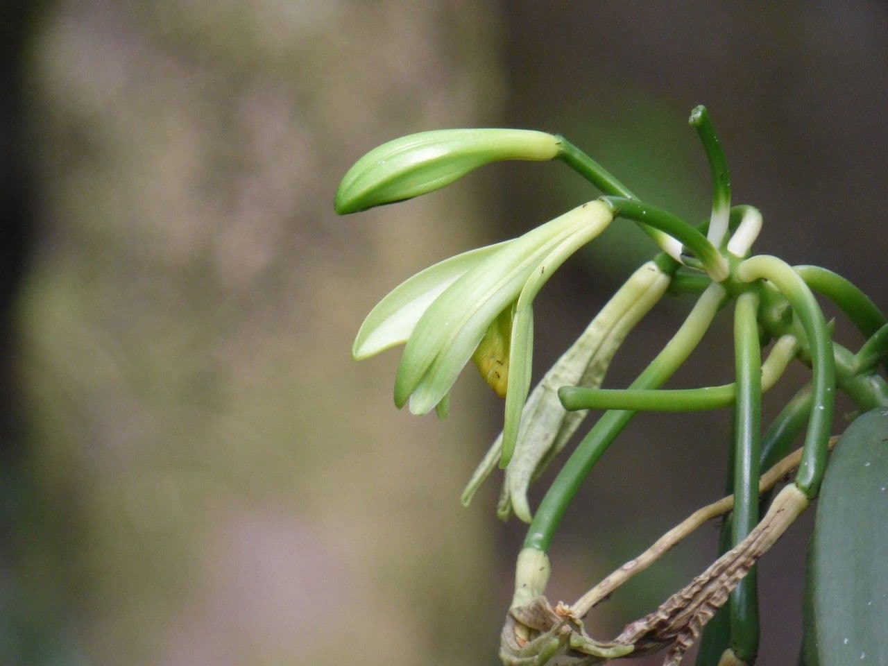 Vanilla planifolia