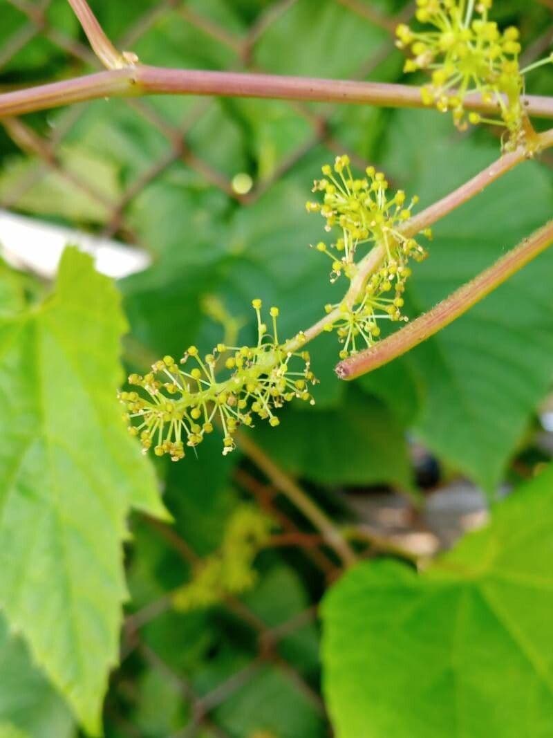 Vitis vulpina