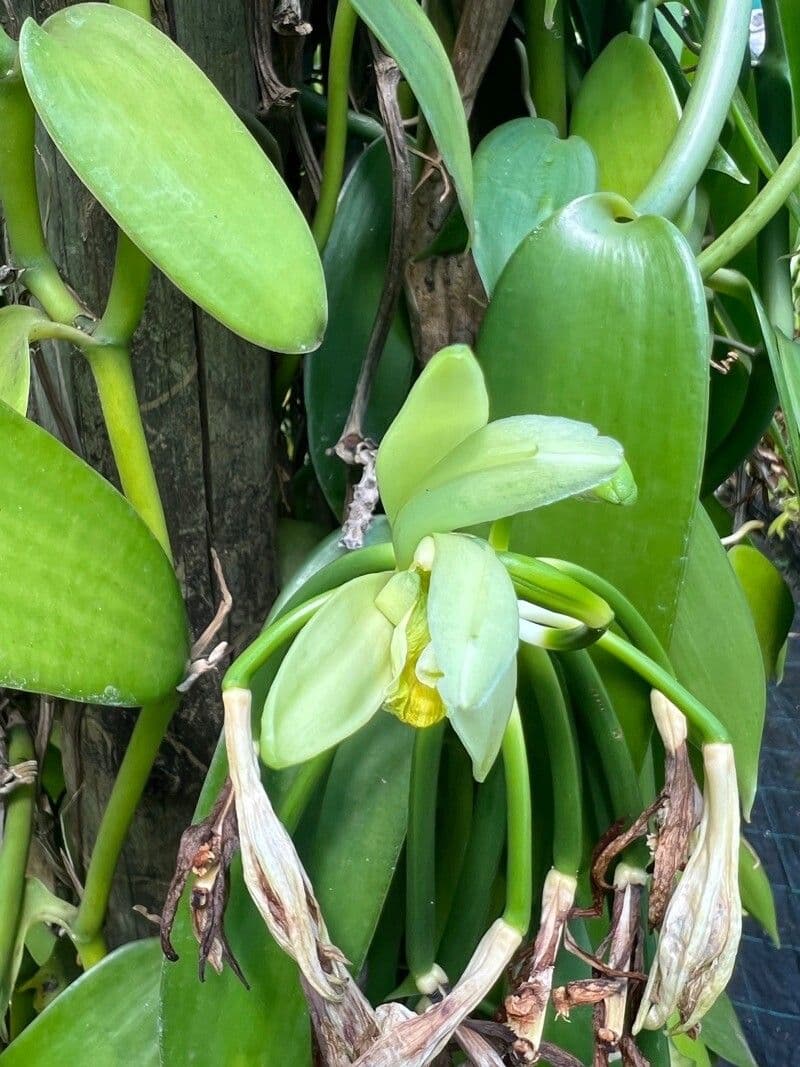 Vanilla planifolia