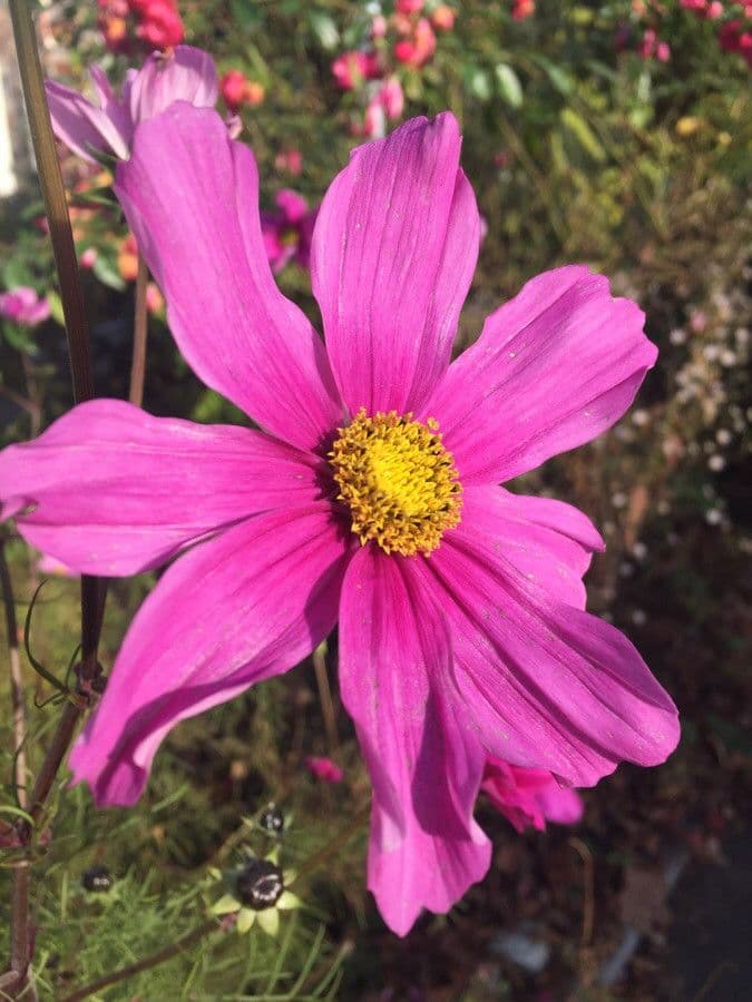 Cosmos bipinnatus