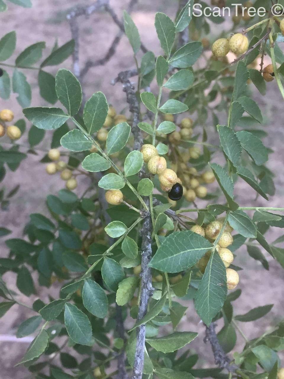 Zanthoxylum capense