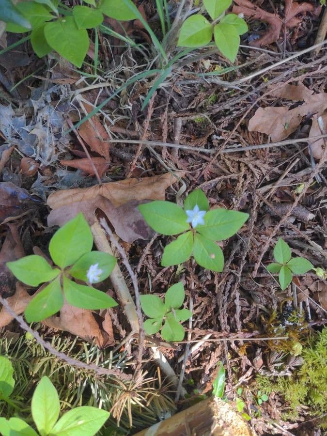 Lysimachia borealis