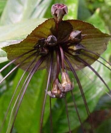 Tacca chantrieri