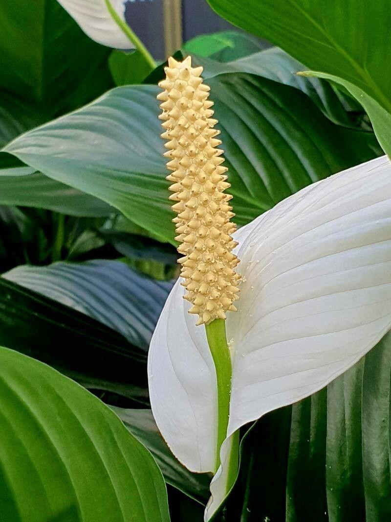 Spathiphyllum cannifolium