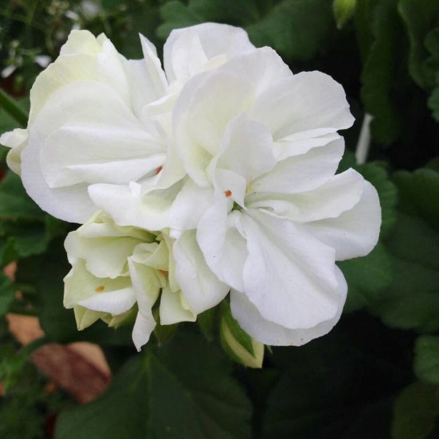 Begonia grandis