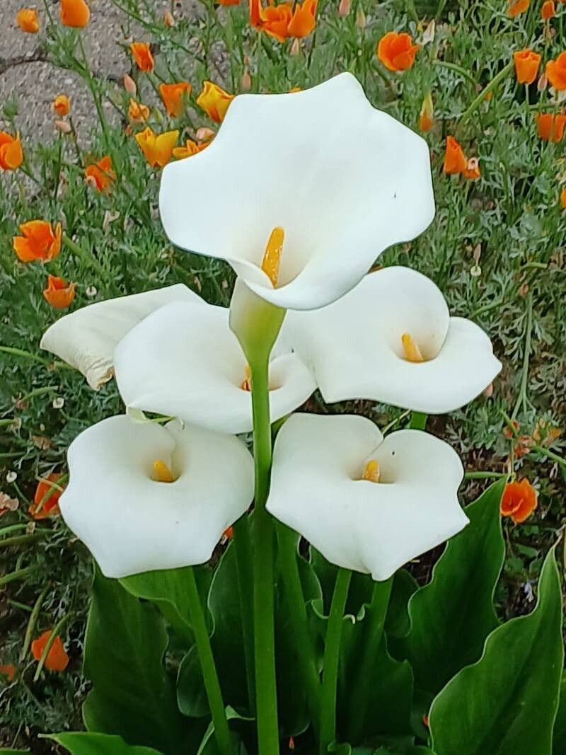 Zantedeschia aethiopica