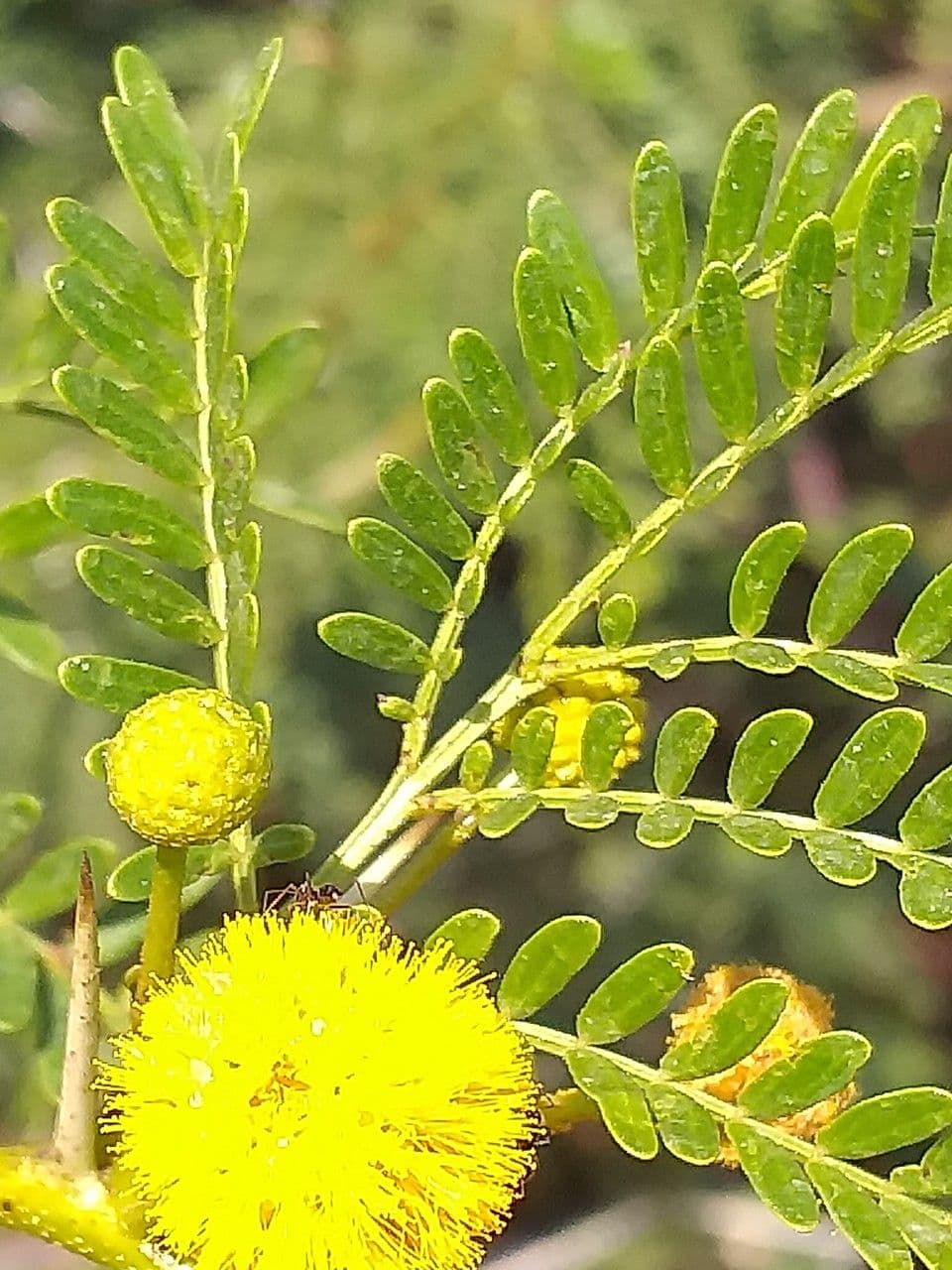 Vachellia karroo