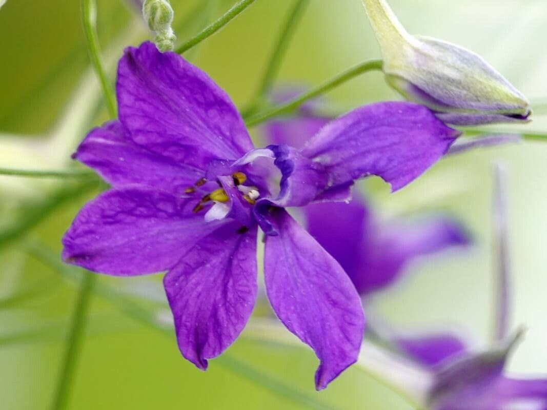 Delphinium consolida