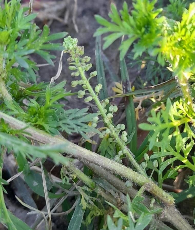 Lepidium didymum