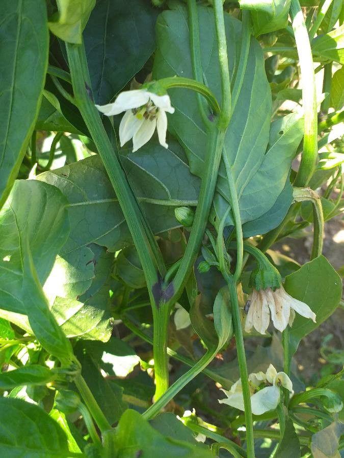 Capsicum annuum