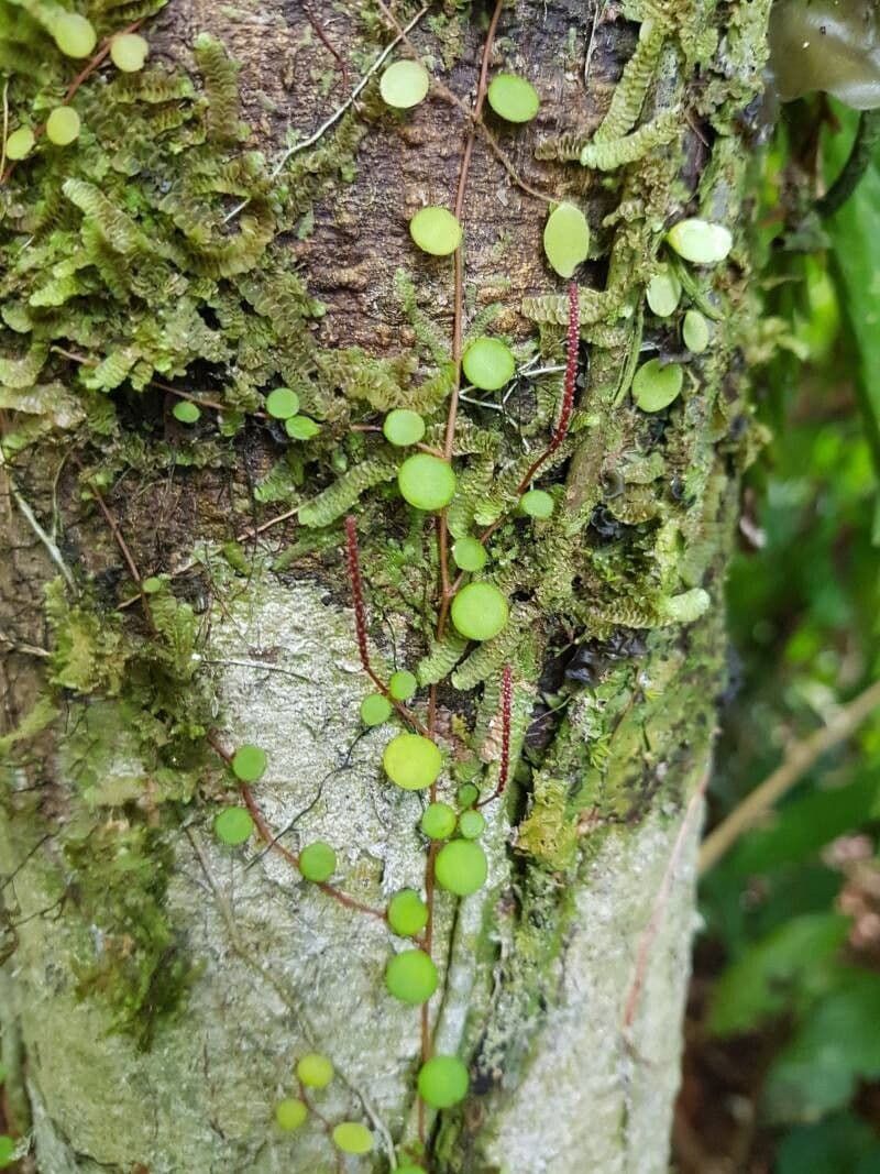 Peperomia rotundifolia