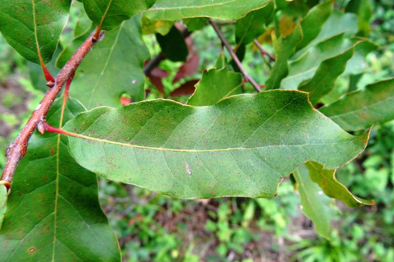 Quercus geminata