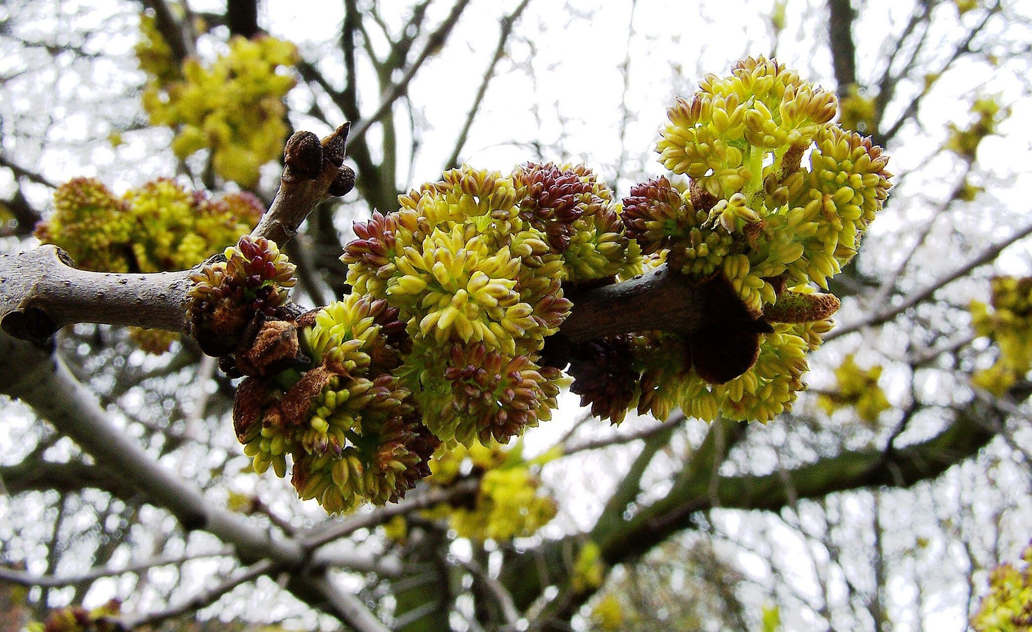 Fraxinus latifolia