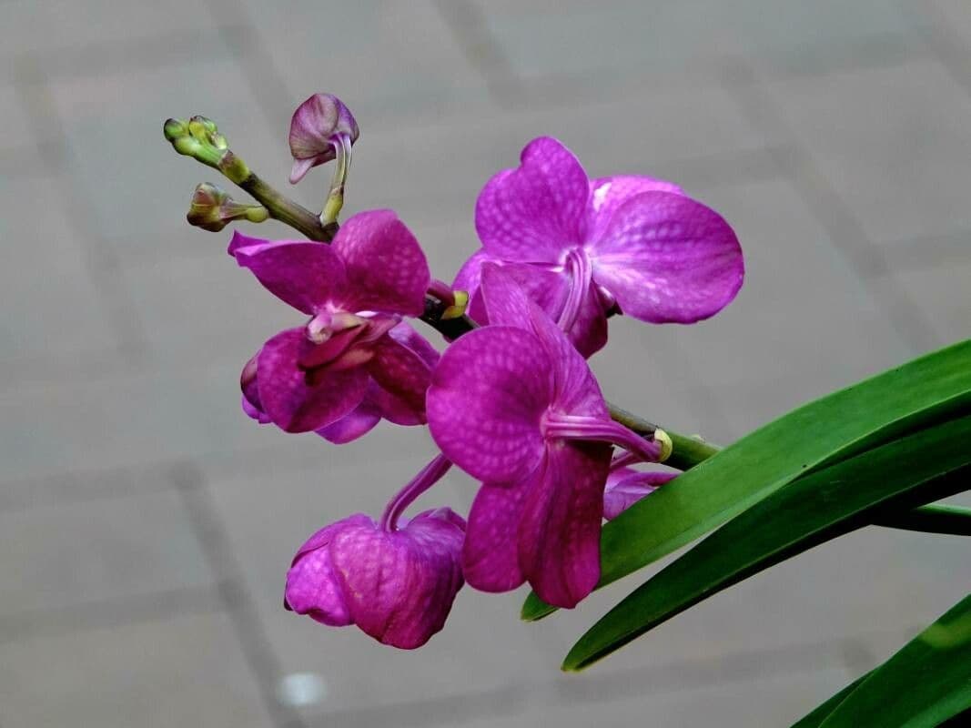 Vanda coerulea