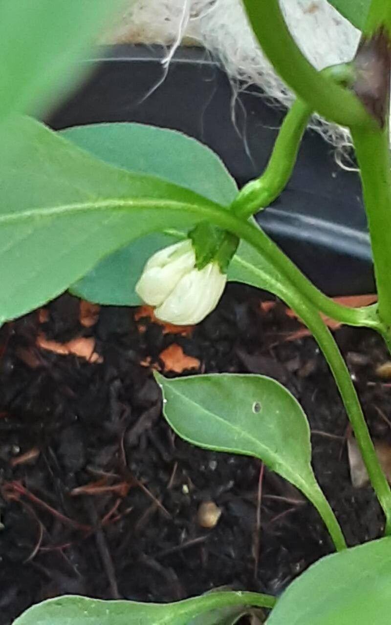 Capsicum frutescens