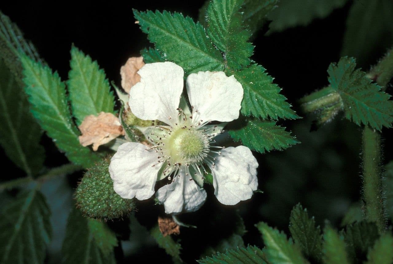 Rubus rosifolius