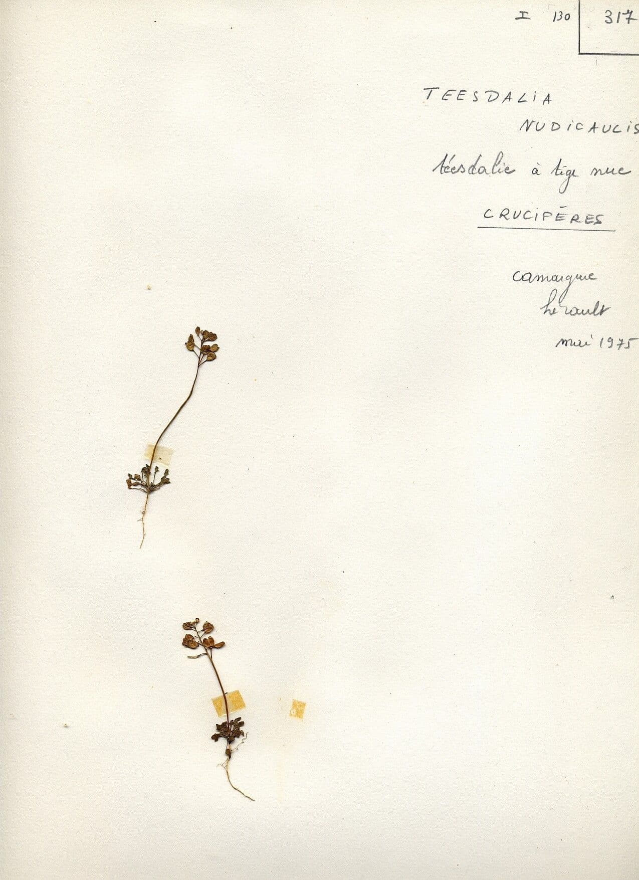 Teesdalia nudicaulis