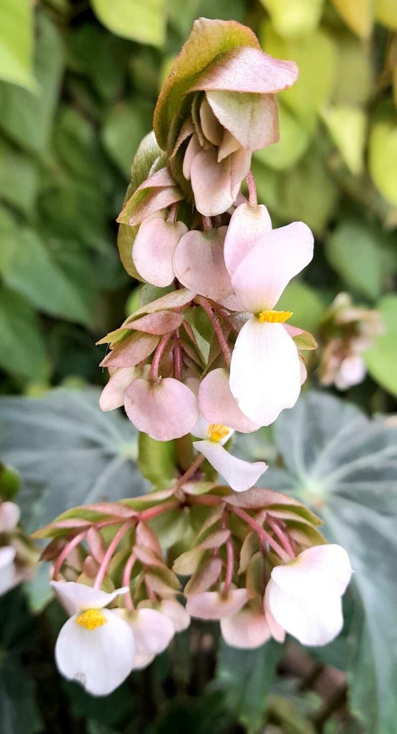 Begonia heracleifolia