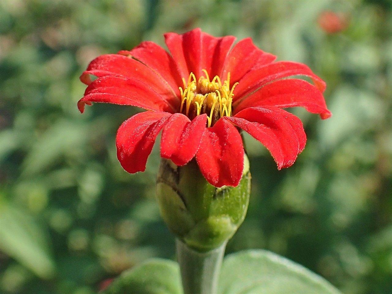 Zinnia peruviana