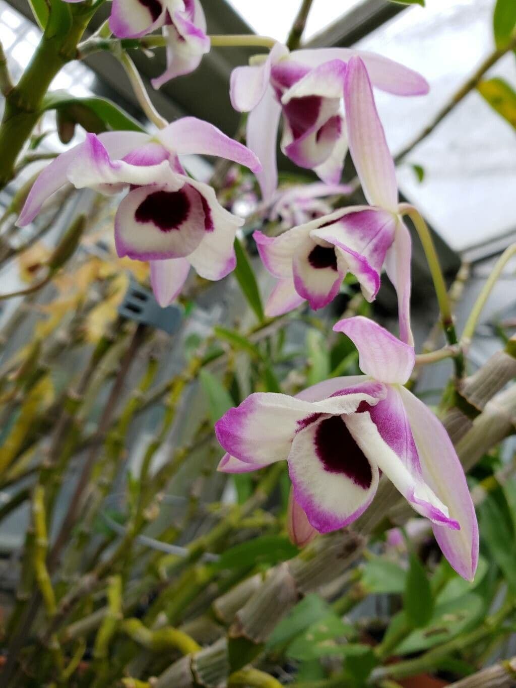 Dendrobium nobile