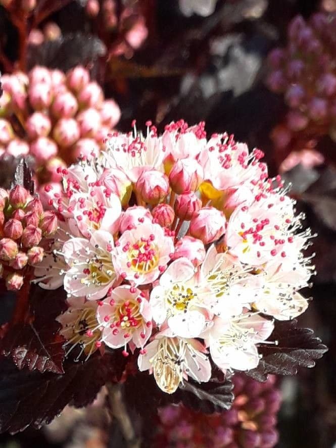 Physocarpus capitatus