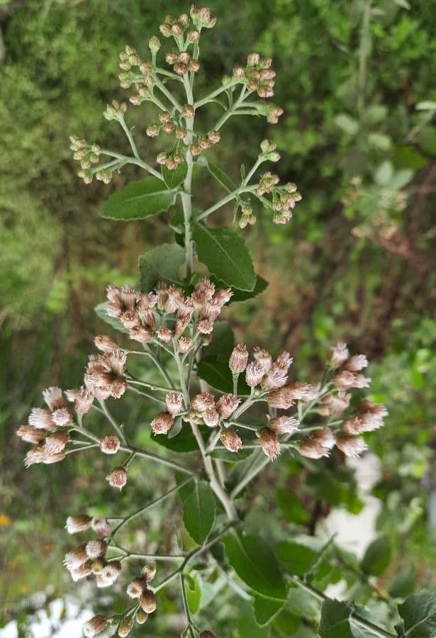 Pluchea indica