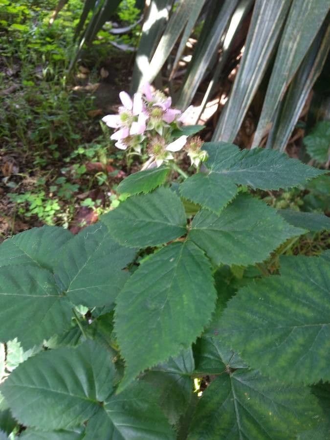 Rubus imbricatus