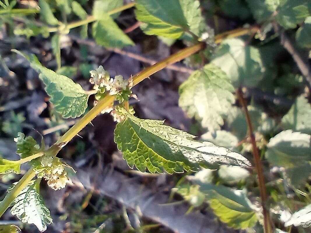 Urtica chamaedryoides