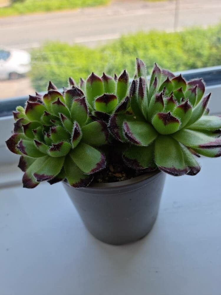 Sempervivum grandiflorum