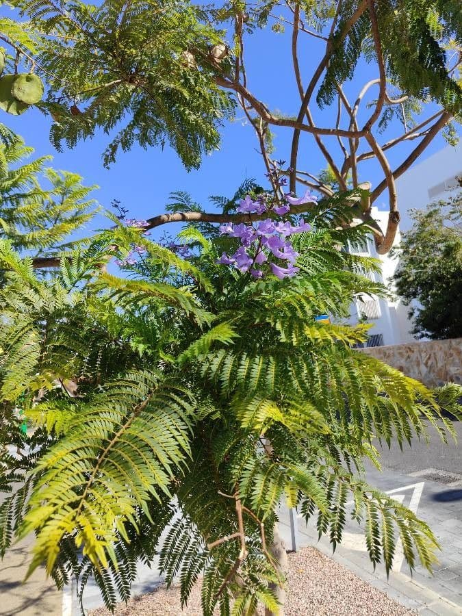 Jacaranda mimosifolia