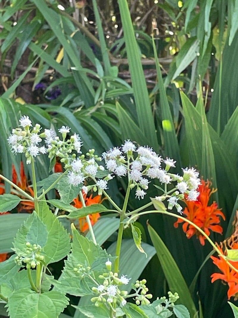 Ageratina altissima