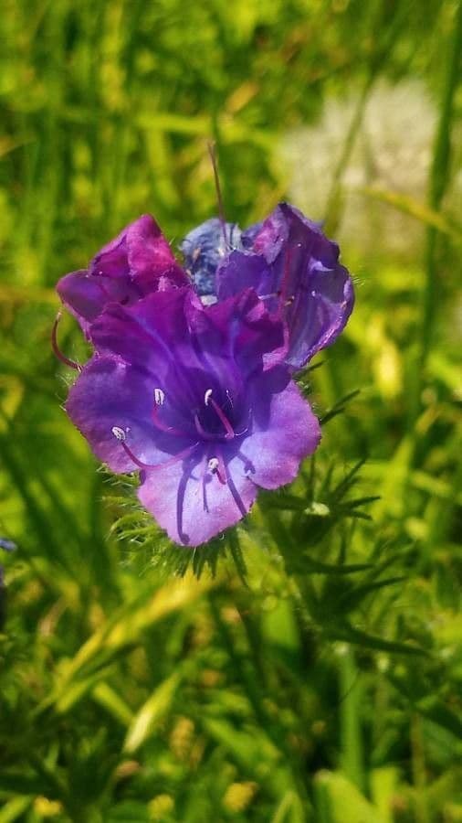 Echium plantagineum