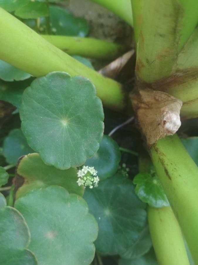 Hydrocotyle umbellata