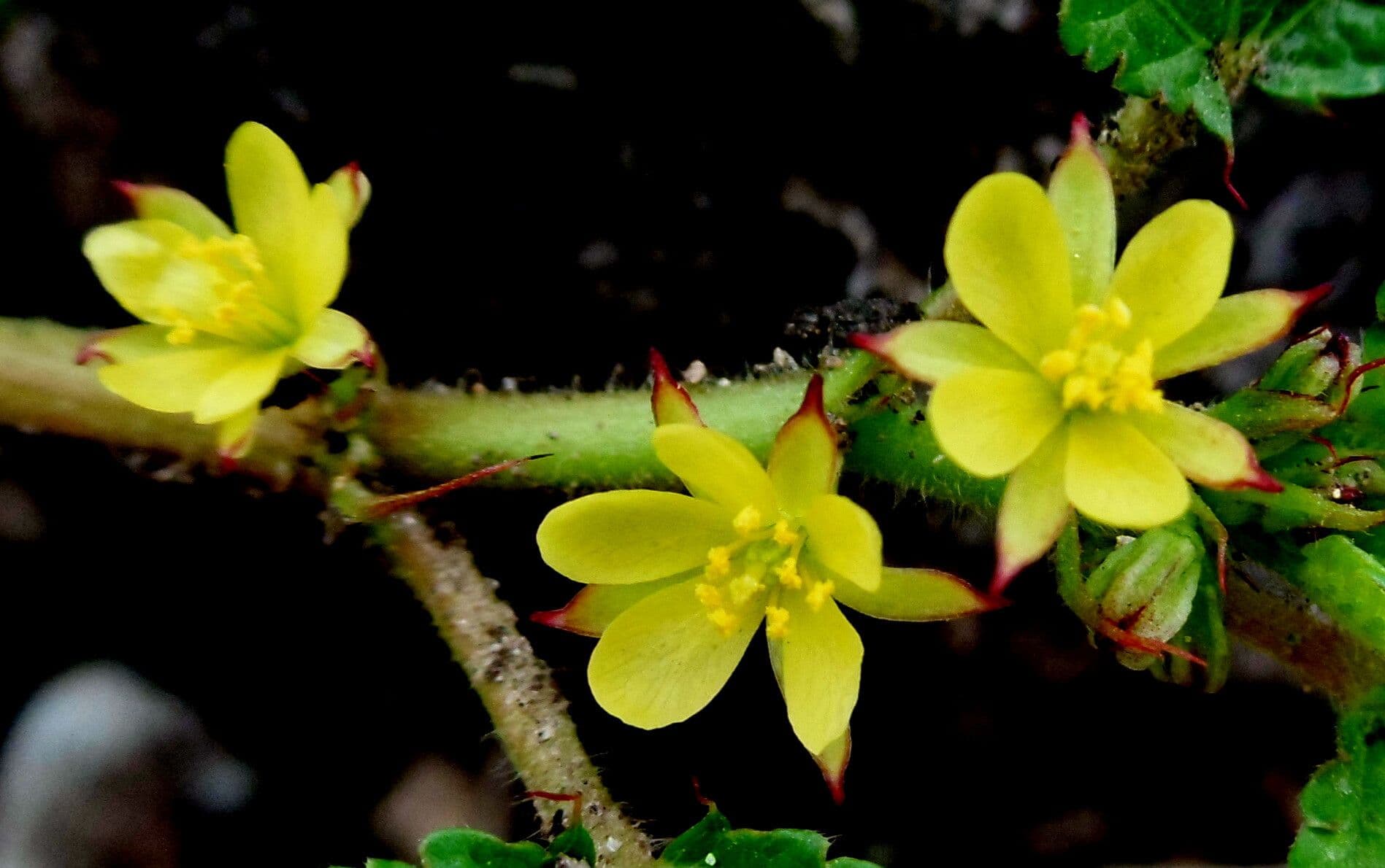 Corchorus aestuans