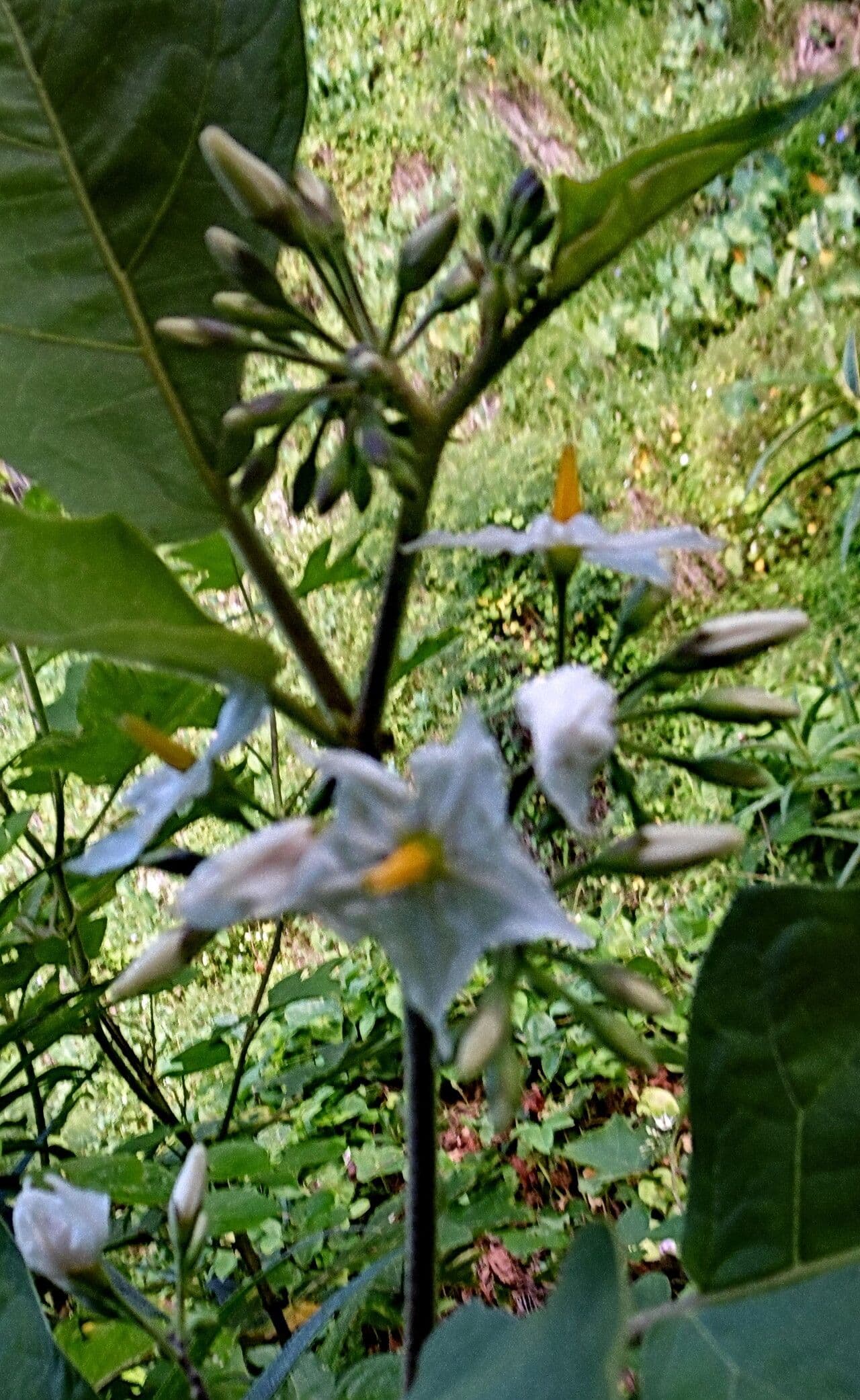 Solanum torvum