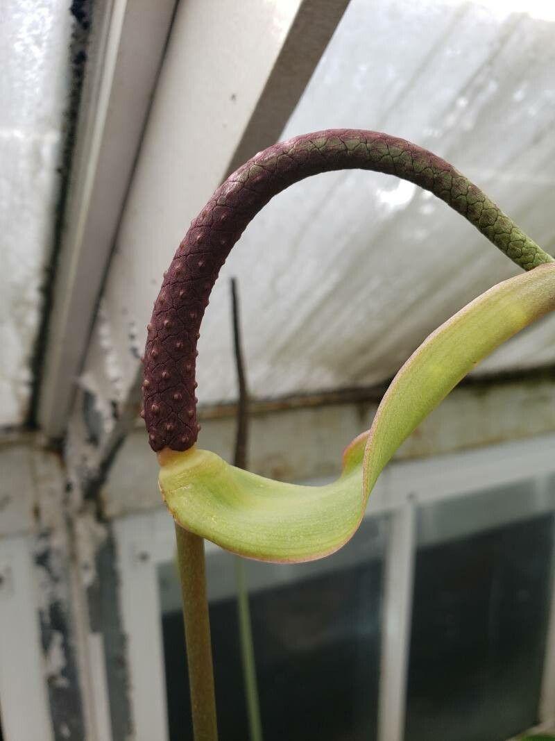 Anthurium clarinervium