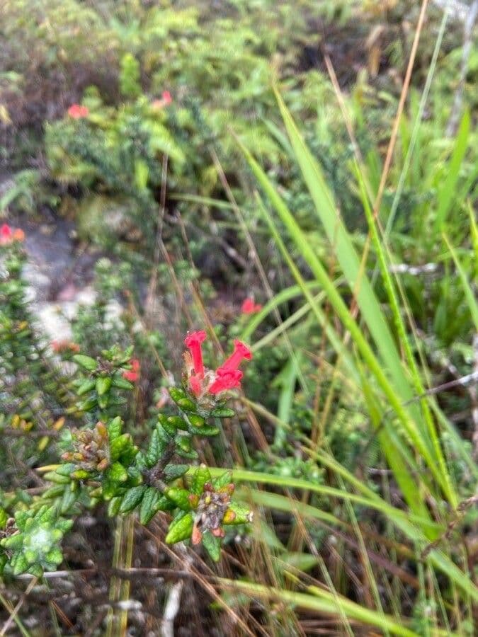 Gambelia speciosa