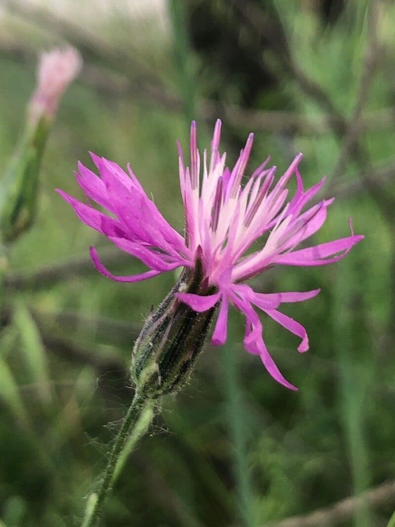 Crupina vulgaris