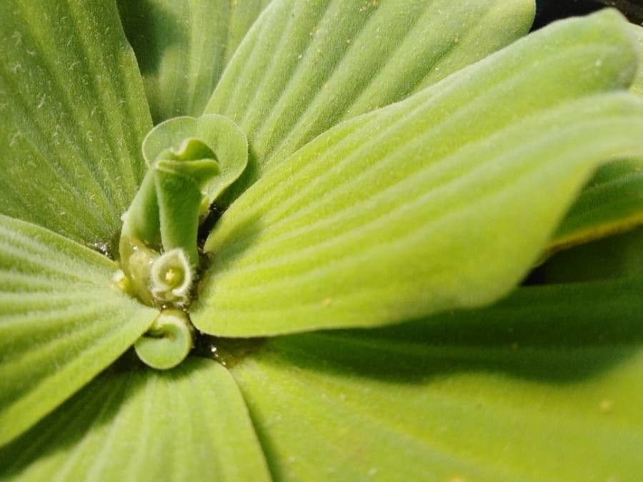 Pistia stratiotes