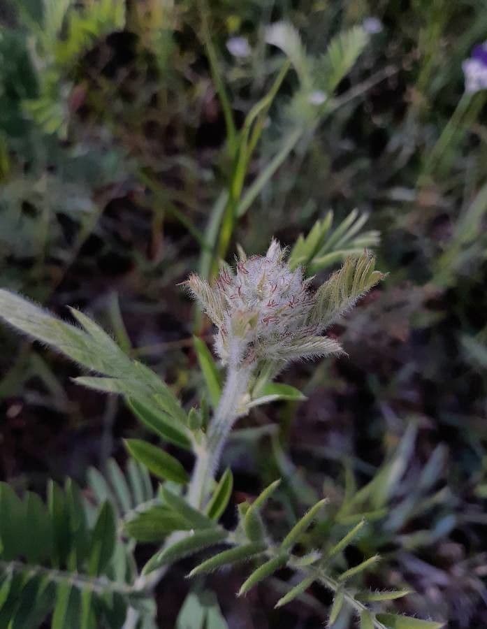 Tephrosia virginiana