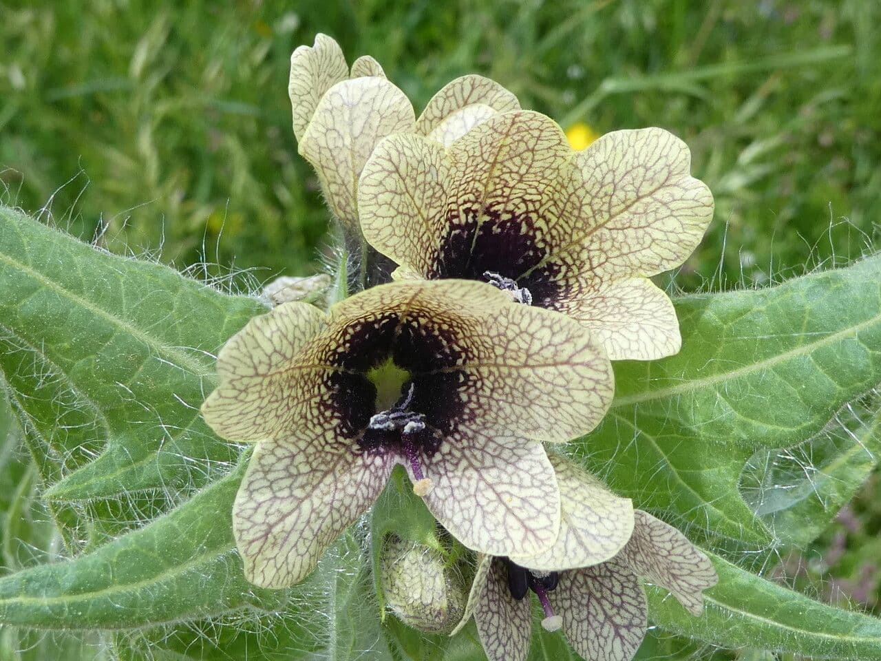 Hyoscyamus niger