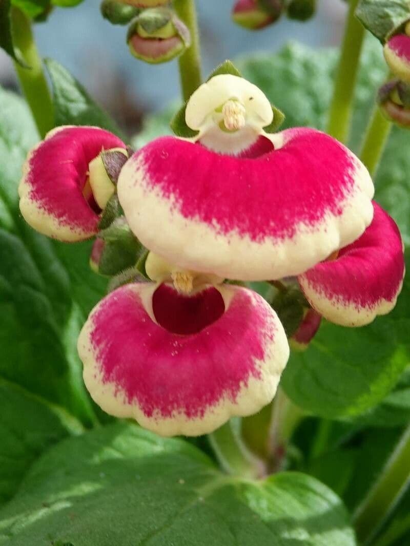 Calceolaria integrifolia