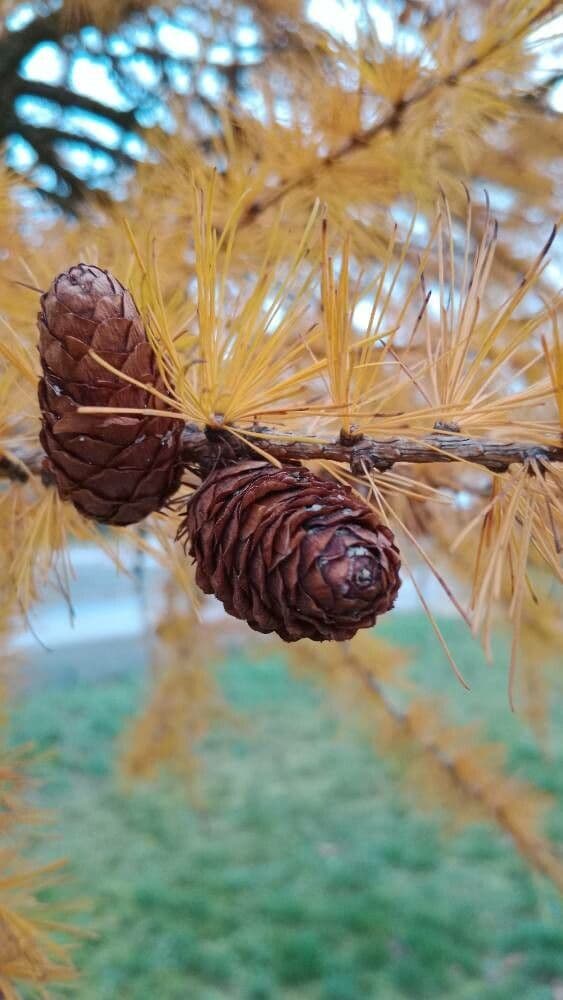 Larix decidua