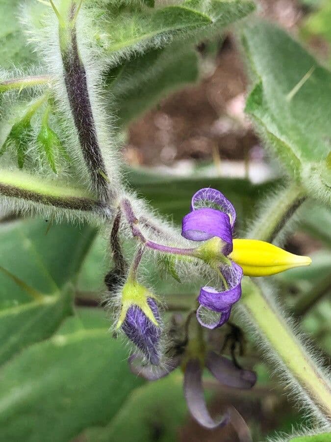 Solanum mammosum